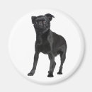 Search for griffon magnets Puppy