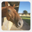 Search for horse head stickers Close up