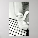 Search for black white cat posters Adorable