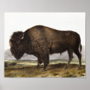 Search for american bison posters Vintage