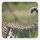 Search for view stickers Animals in the wild