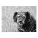 Search for stray art Dog