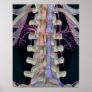 Search for spine chart posters Close up