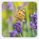 Search for beautiful butterflies stickers Insect
