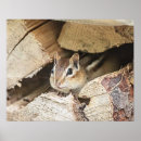 Search for chipmunks posters Nature