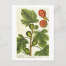 Search for herbal postcards Flowers