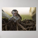 Search for game reserve posters Kenya