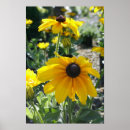 Search for rudbeckia posters Nature