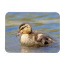 Search for waterfowl magnets Bird