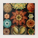 Search for marine life puzzles Ernst haeckel