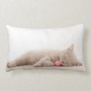 Search for british shorthair cushions Kitten