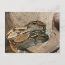 Search for constrictor postcards Reptile