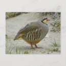 Search for partridge postcards Bird