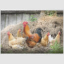 Search for chicken tissue paper Rooster