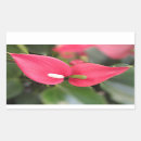 Search for anthuriums stickers For her