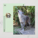 Search for wolf postcards Nature photography