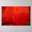 Search for dewdrop posters Flower
