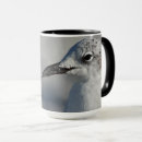 Search for gulls mugs Nature