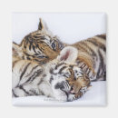 Search for captivating magnets Wildlife