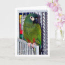 Search for parrot mothers day cards Birds