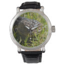 Search for small lizards accessories Wildlife