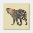 Search for wild cat magnets Nature