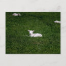 Search for lamb postcards Grass