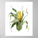 Search for corn posters Watercolor