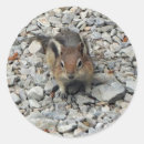 Search for cute chipmunk stickers Wildlife