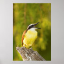Search for perching bird posters Fauna