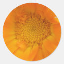 Search for orange marigold stickers Photography