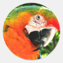Search for red parrot stickers Green