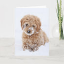 Search for puppy face cards Pet