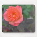 Search for rose garden electronics Nature