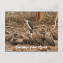 Search for vulture postcards Scavengers