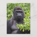 Search for silverback gorilla postcards Primate