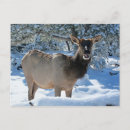 Search for elk in snow postcards Winter