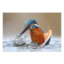 Search for kingfisher painting posters Nature