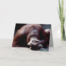 Search for apes photography Monkey