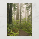 Search for sempervirens No people