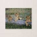 Search for peak puzzles Panthera leo