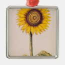 Search for flora and christmas tree decorations Botany