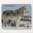 Search for winter wolf electronics Nature