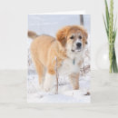 Search for pyrenees cards Winter