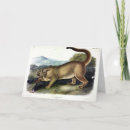 Search for puma cards Cougar