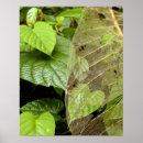 Search for remote posters Nature