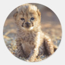 Search for baby cheetah stickers Acinonyx jubatus