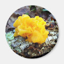 Search for fungi magnets Nature