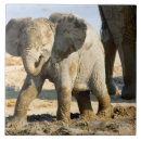 Search for african elephant tiles Wildlife