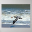 Search for shore birds posters Animal